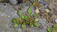 Oxybasis rubra, photograph author not stated, no rights reserved