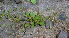 Limosella aquatica, photograph author not stated, no rights reserved