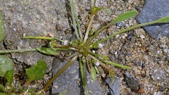Limosella aquatica