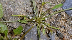 Limosella aquatica, photograph author not stated, no rights reserved
