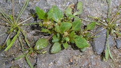 Oxybasis rubra, photograph author not stated, no rights reserved