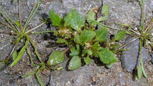 Oxybasis rubra, photograph 3