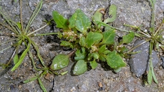 Oxybasis rubra, photograph author not stated, no rights reserved