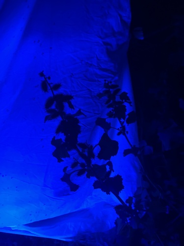 rough cocklebur