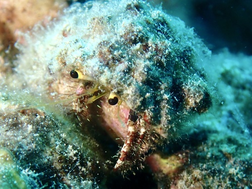 Dardanus lagopodes observed 2026-09-24