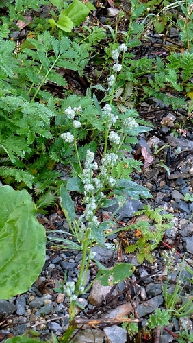 Chenopodium album
