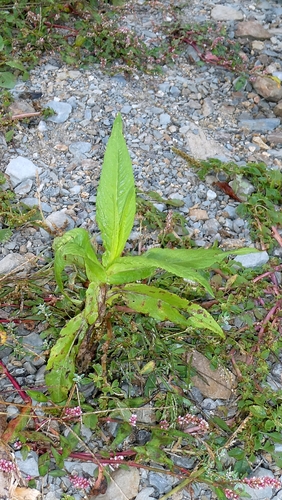 Guizotia abyssinica