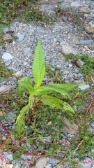 author not stated, no rights reserved Guizotia abyssinica, photograph author not stated, no rights reserved