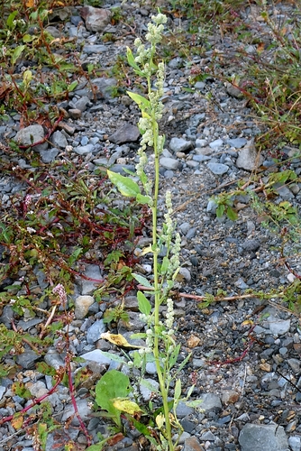 Chenopodium album, photograph 2