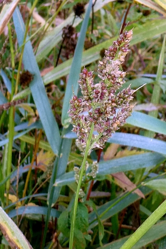 Echinochloa crus-galli, photograph 6