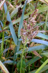 Echinochloa crus-galli, photograph author not stated, no rights reserved