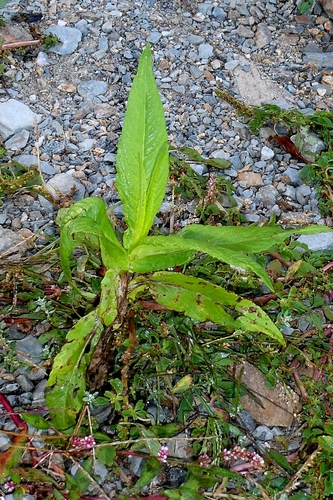Guizotia abyssinica, photograph 2