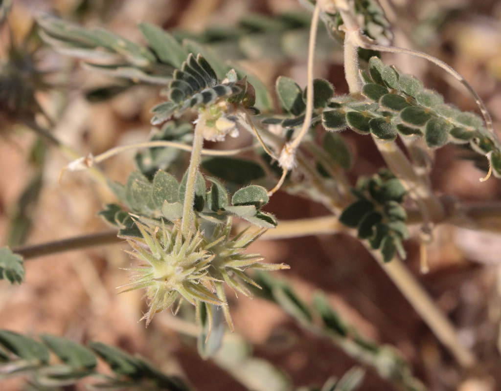 Tribulus hystrix
