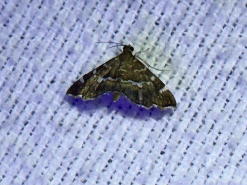 Spotted Beet Webworm Moth