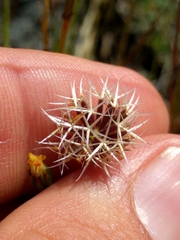 Rigiopappus leptocladus