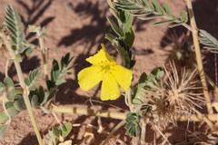 Tribulus hystrix