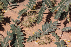 Tribulus hystrix