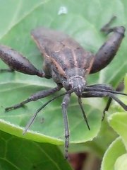 Physomerus grossipes