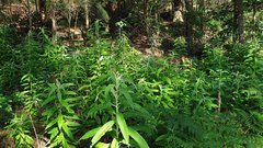 Astrotricha floccosa