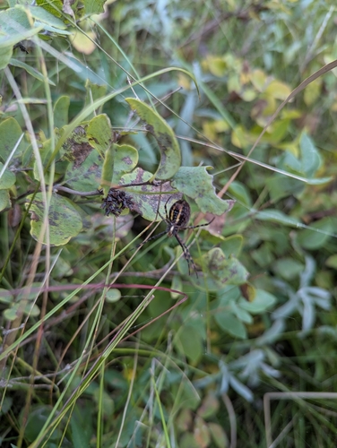 Banded Garden Spider