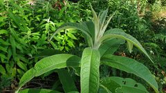 Astrotricha floccosa