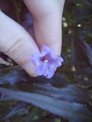 Strobilanthes anisophyllus