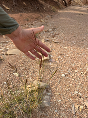 (c) Parker James Lloyd, some rights reserved (CC BY) Bothriochloa ischaemum, photograph (c) Parker James Lloyd, some rights reserved (CC BY)