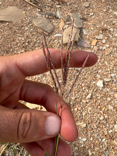 Bothriochloa ischaemum, photograph 5