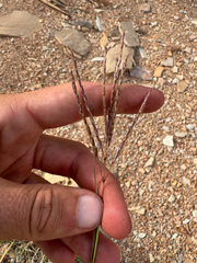 (c) Parker James Lloyd, some rights reserved (CC BY) Bothriochloa ischaemum, photograph (c) Parker James Lloyd, some rights reserved (CC BY)