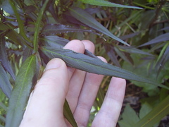 Strobilanthes anisophyllus