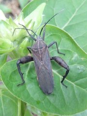 Physomerus grossipes
