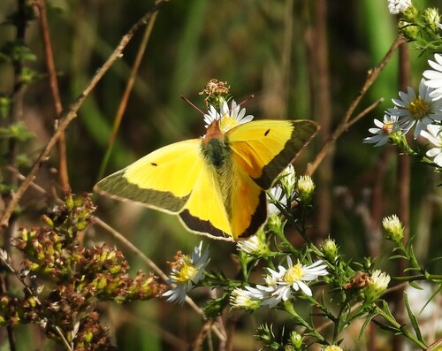 Orange Sulphur