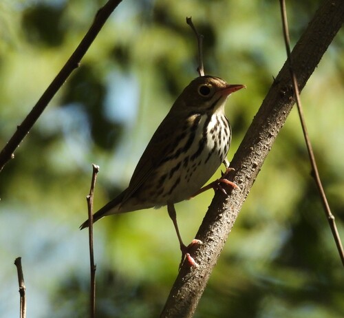 Ovenbird