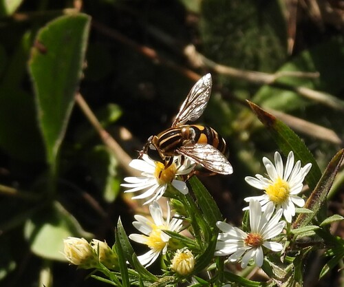 Narrow-headed Marsh Fly