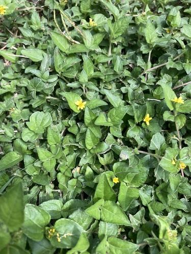 Calyptocarpus vialis, photograph 5