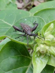 Physomerus grossipes
