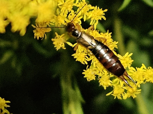 European Earwig