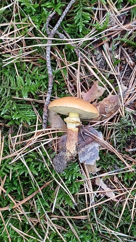 Larch Bolete