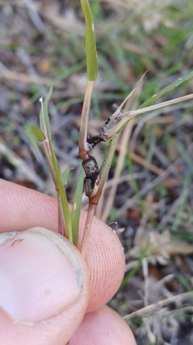Ustilago syntherismae