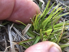 Carex tonsa