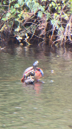 Northern Red-bellied Cooter