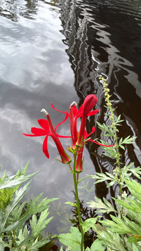 cardinal flower