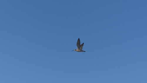 Eurasian Whimbrel