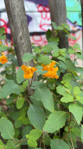 common jewelweed