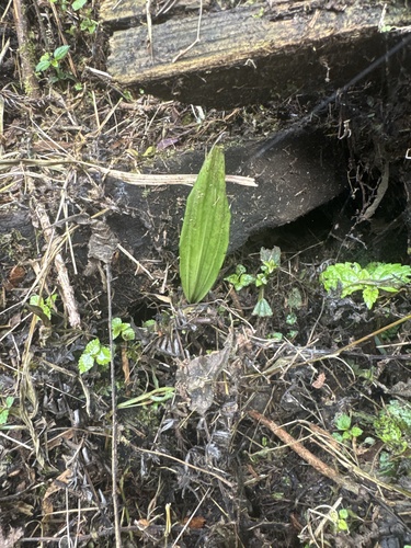 Small-Armed Hanging Orchid