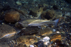 Salvelinus confluentus