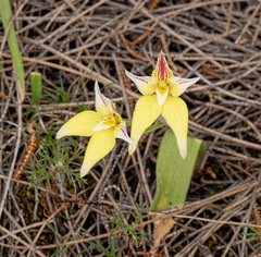 Caladenia flava, photograph (c) Carmon, some rights reserved (CC BY-SA)