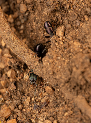 Green-head Ant