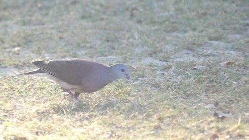 Malagasy Turtle-Dove