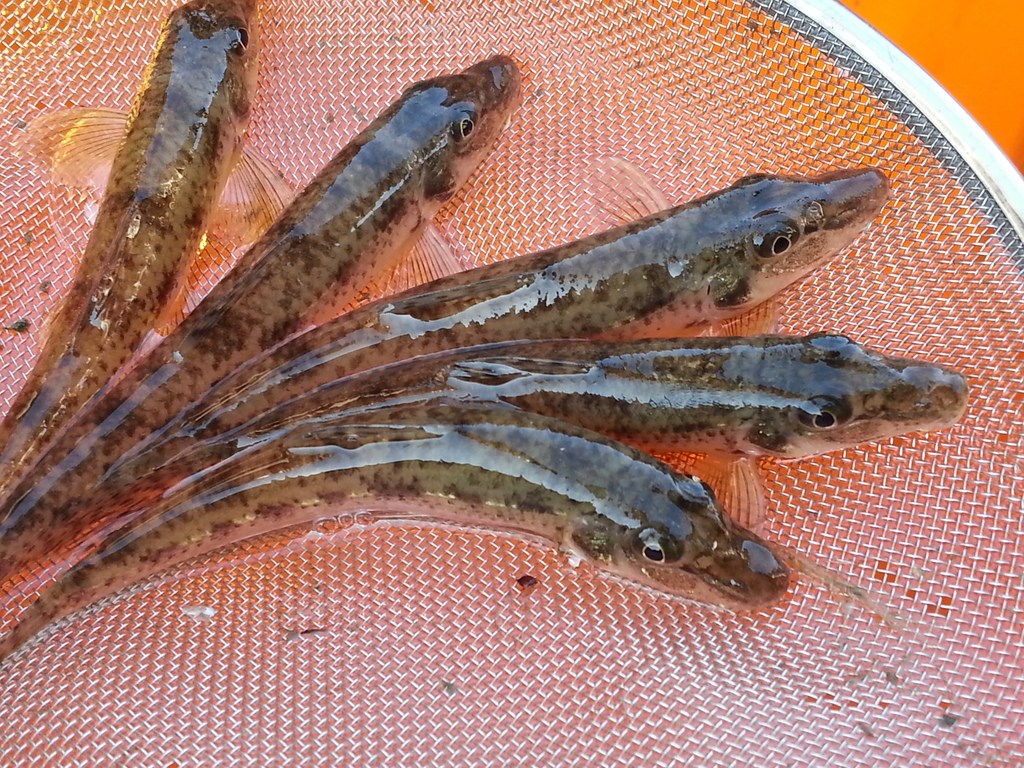 Pike Gudgeons